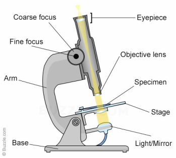 Guide to Using a Microscope - Year 8 Portfolio